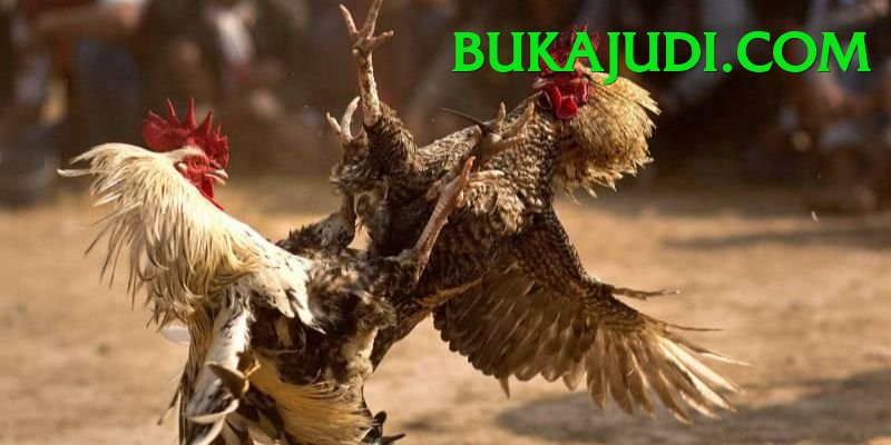 Đá Gà Trực Tiếp - hz88