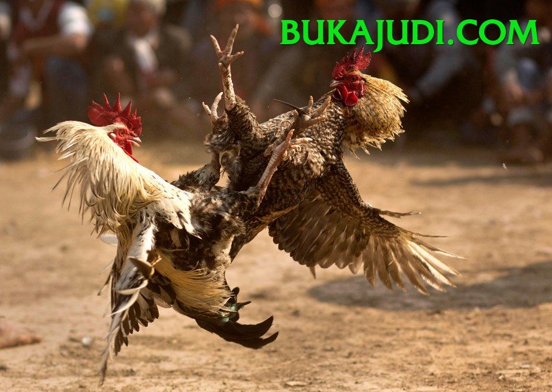 Cách Đọc Kèo Đá Gà